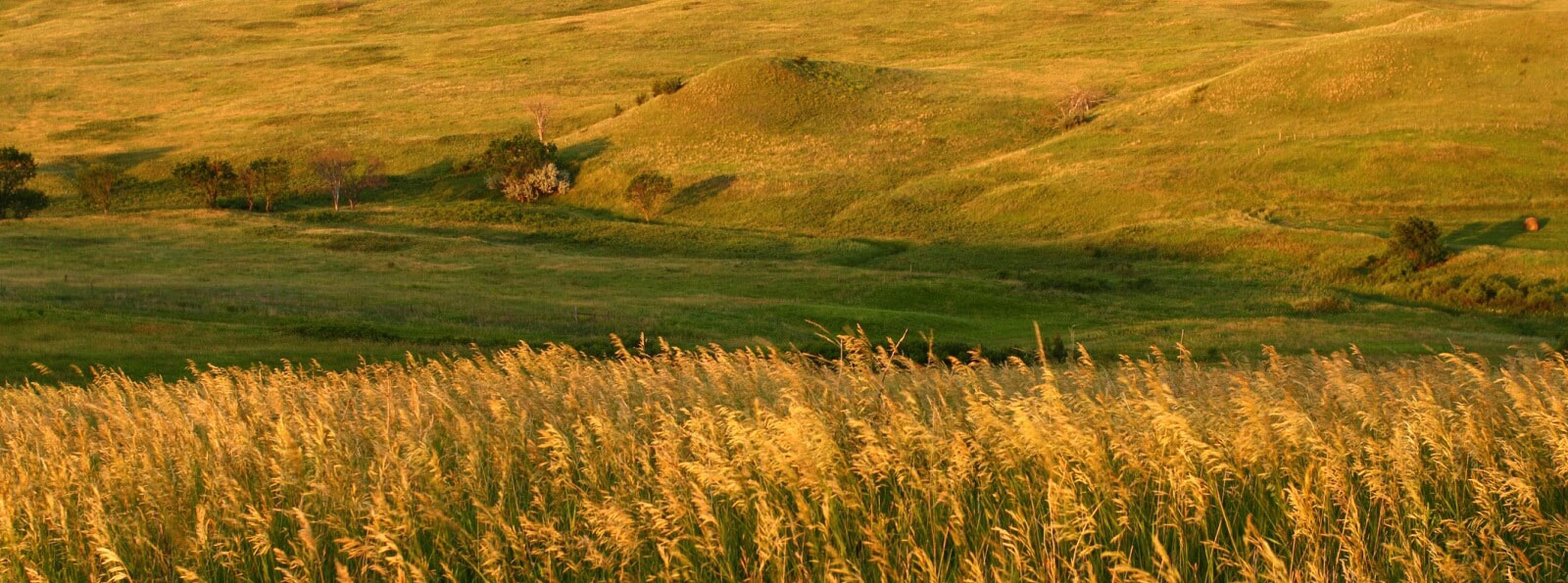 landscape of green and yellow hills