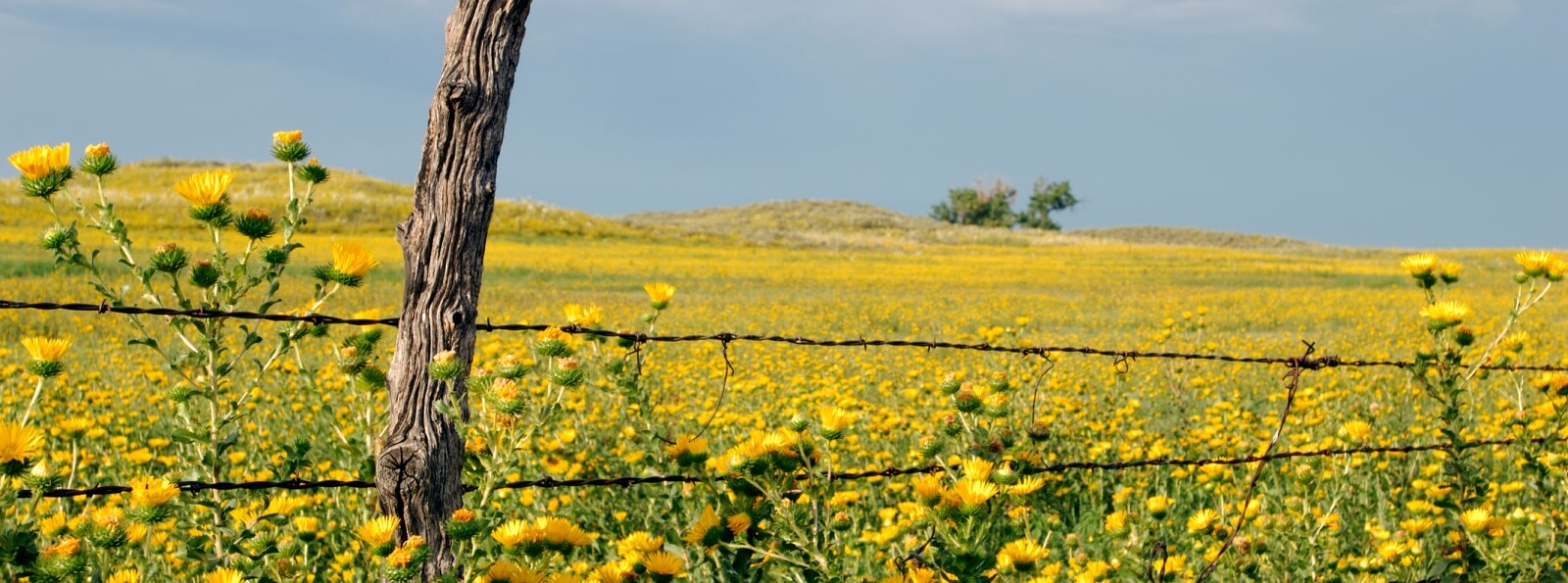 landscape of a field of yellow flowers and an old fence