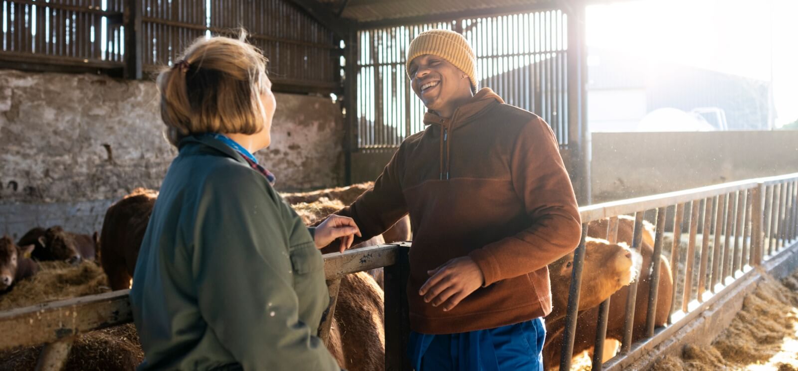 two adults standing in a large farm building with cows